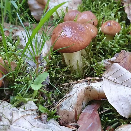 'przy Parku' Goscinne U Zielarki Homestay szállás *